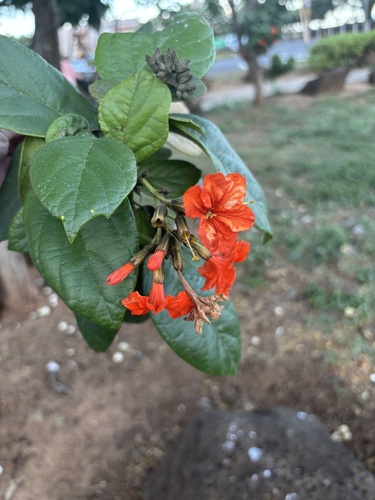Cordia sebestena observed 2026-08-02