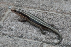 Plestiodon finitimus