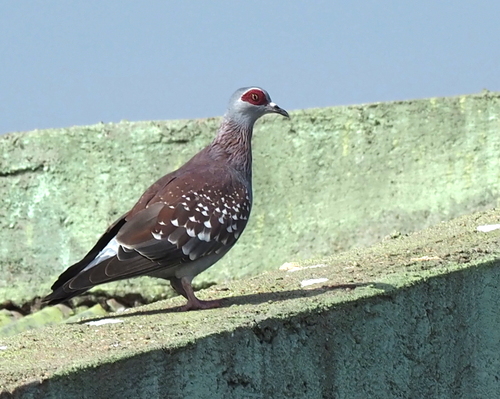 Speckled Pigeon