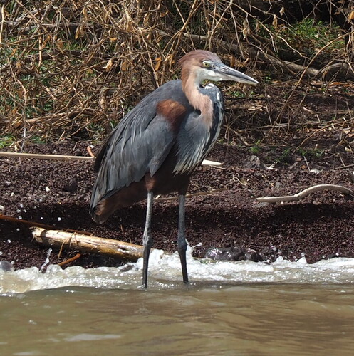 Goliath Heron
