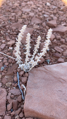 Halogeton glomeratus