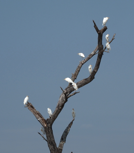 Western Cattle-Egret