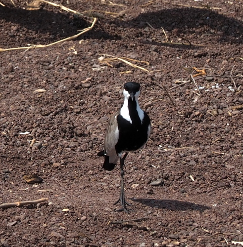 Spur-winged Lapwing