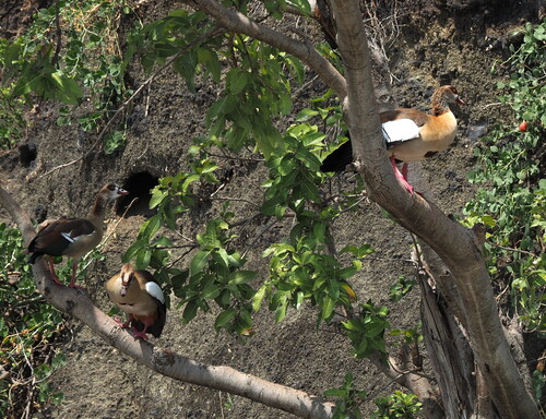 Egyptian Goose