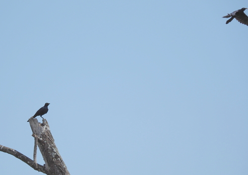 Rüppell's Starling