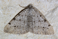 Digrammia pallidata