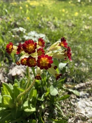 Primula veris