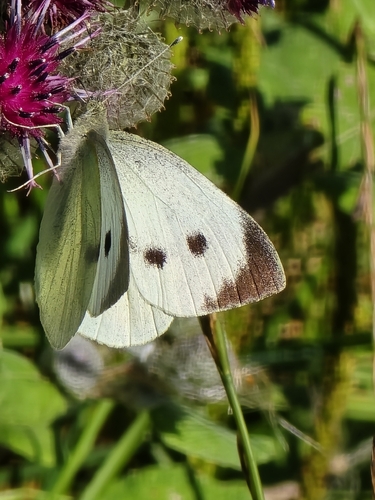 Large White
