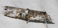 Ellabella editha