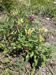 Caucasian Skullcap (Scutellaria caucasica)