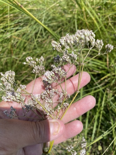 Gypsophila acutifolia