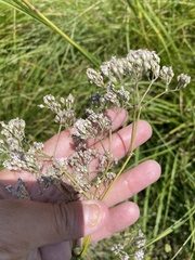Gypsophila acutifolia