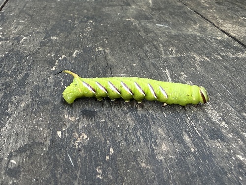 Privet Hawkmoth