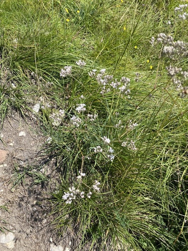 Gypsophila acutifolia, photograph 3