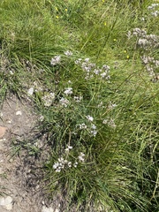 (c) Наталья Пикалова, some rights reserved (CC BY) Gypsophila acutifolia, photograph (c) Наталья Пикалова, some rights reserved (CC BY)