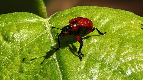 Hazel leaf-roller weevil