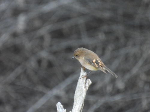 Pink Robin (Petroica rodinogaster), photo 5