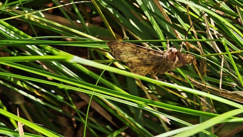 Spongy Moth