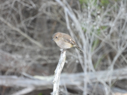 Pink Robin (Petroica rodinogaster), photo 6