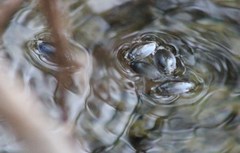 Dineutus sublineatus