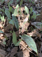 Erythronium albidum