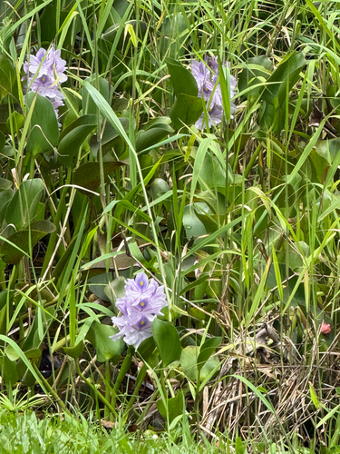 Pontederia crassipes observed 2026-08-02