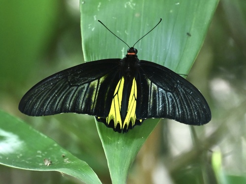 Troides aeacus szechwanus