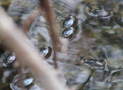 Dineutus sublineatus