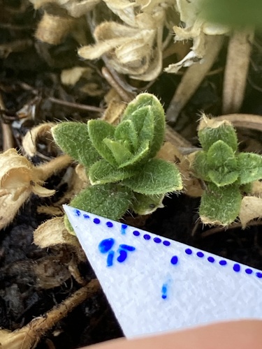 Common mouse-ear chickweed
