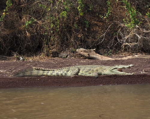 Nile Crocodile