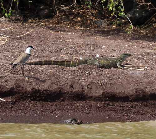 Nile Monitor