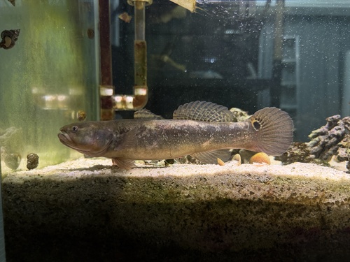 Bostrychus donghaiensis