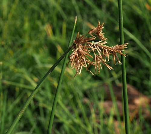 Jointed Flatsedge