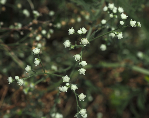 Santa Maria feverfew