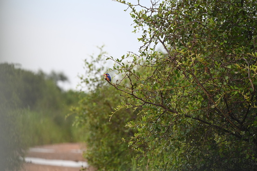 Malachite Kingfisher