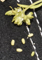 Valerianella carinata