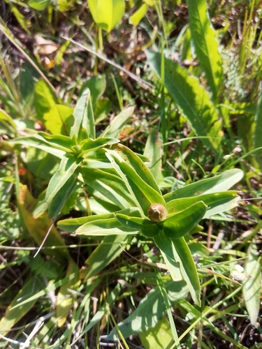 Cross Gentian