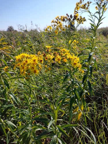 fen ragwort