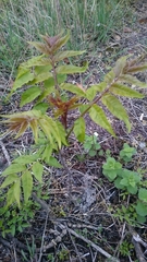Ailanthus altissima