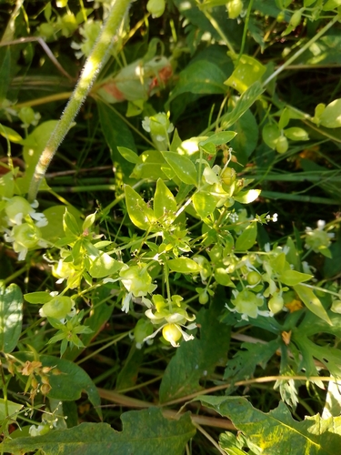Berry Catchfly