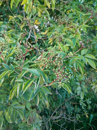 European black elderberry