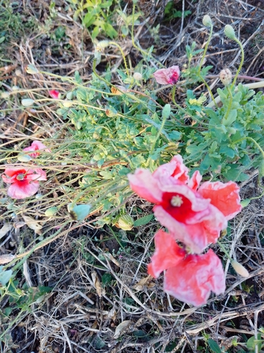 common poppy