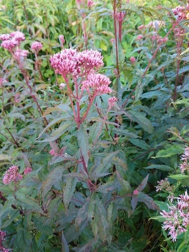 hemp agrimony