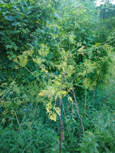 Parsnip Chervil
