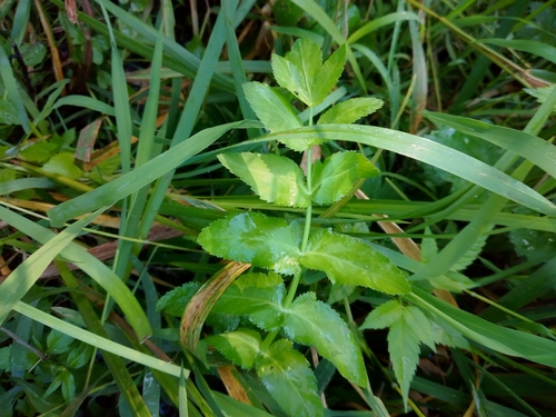 cutleaf water parsnip