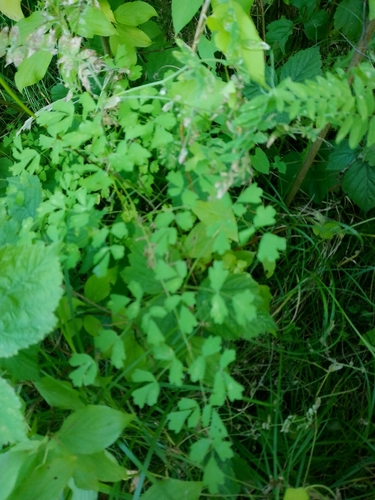 Lesser Meadow-rue