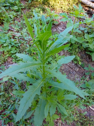 American burnweed
