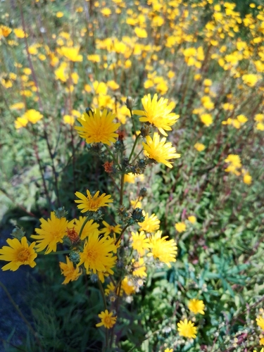 Hawkweed Oxtongue