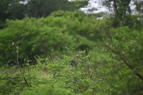 Red-billed Quelea