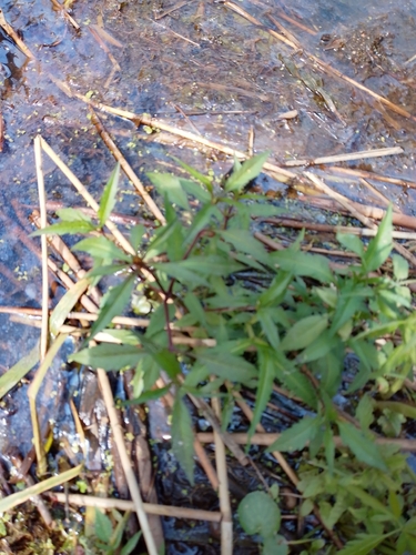 Purplestem Beggarticks